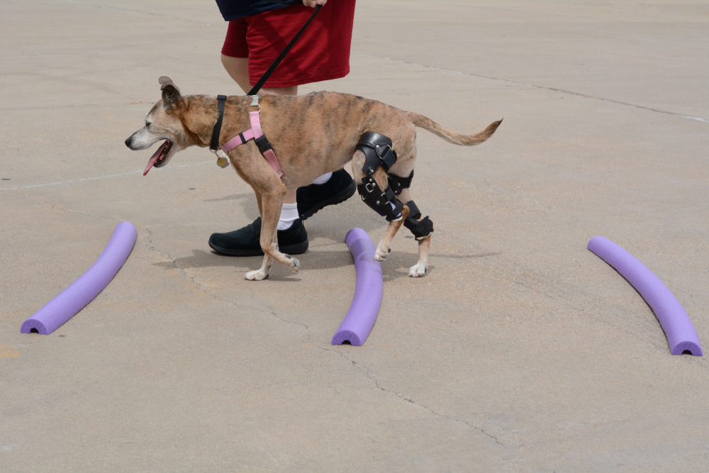 A brindle dog wearing black hind leg braces and a pink harness steps over purple foam noodles during a canine physical therapy session.