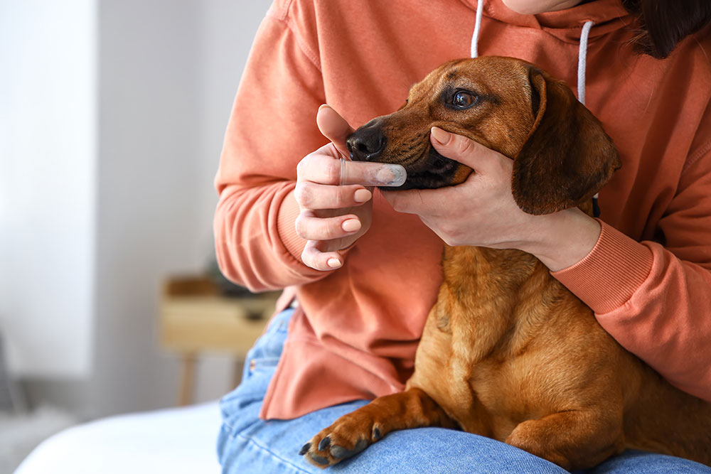 A person in an orange hoodie gently brushes a brown dog's teeth with a finger toothbrush. The scene conveys care and attention in a cozy setting.