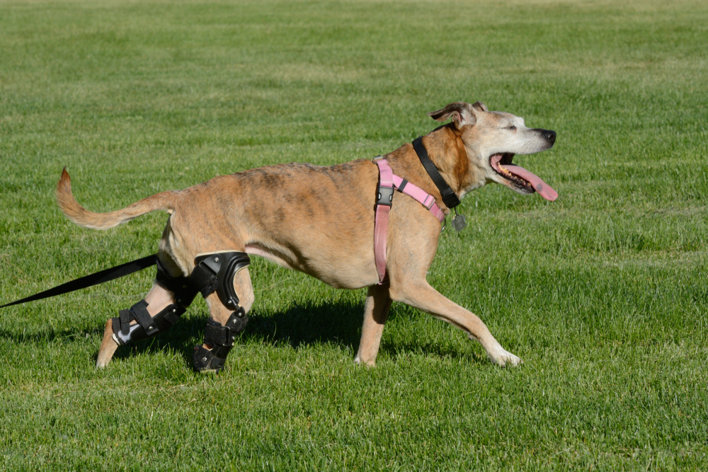 A happy brindle dog wearing black orthopedic leg braces on its hind legs walks across a green grass field while wearing a pink harness.