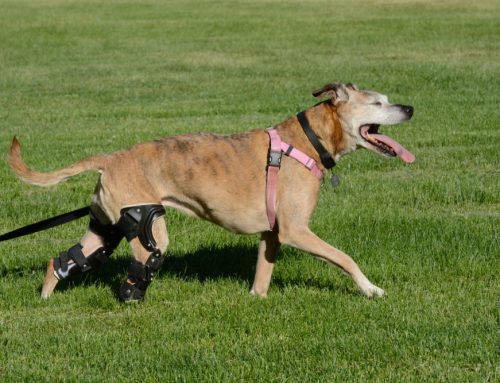 Torn CCL in Dogs: Diagnosis, Treatment Options, and Building the Right Plan