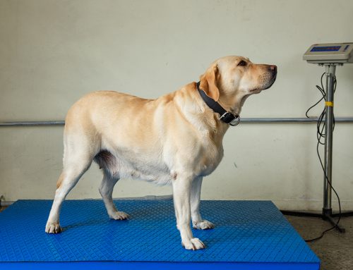 Are You Sure Your Dog or Cat Is at a Healthy Weight? Body Condition Score Explained