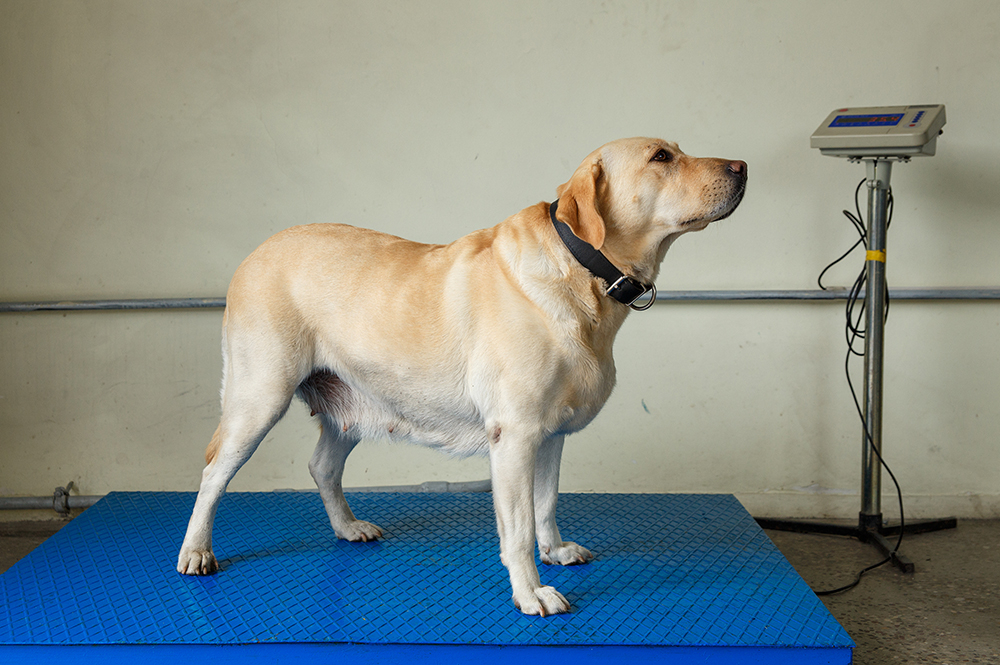 A full profile shot of an overweight yellow Labrador Retriever standing calmly on a large blue industrial platform scale in a veterinary clinic to be weighed.