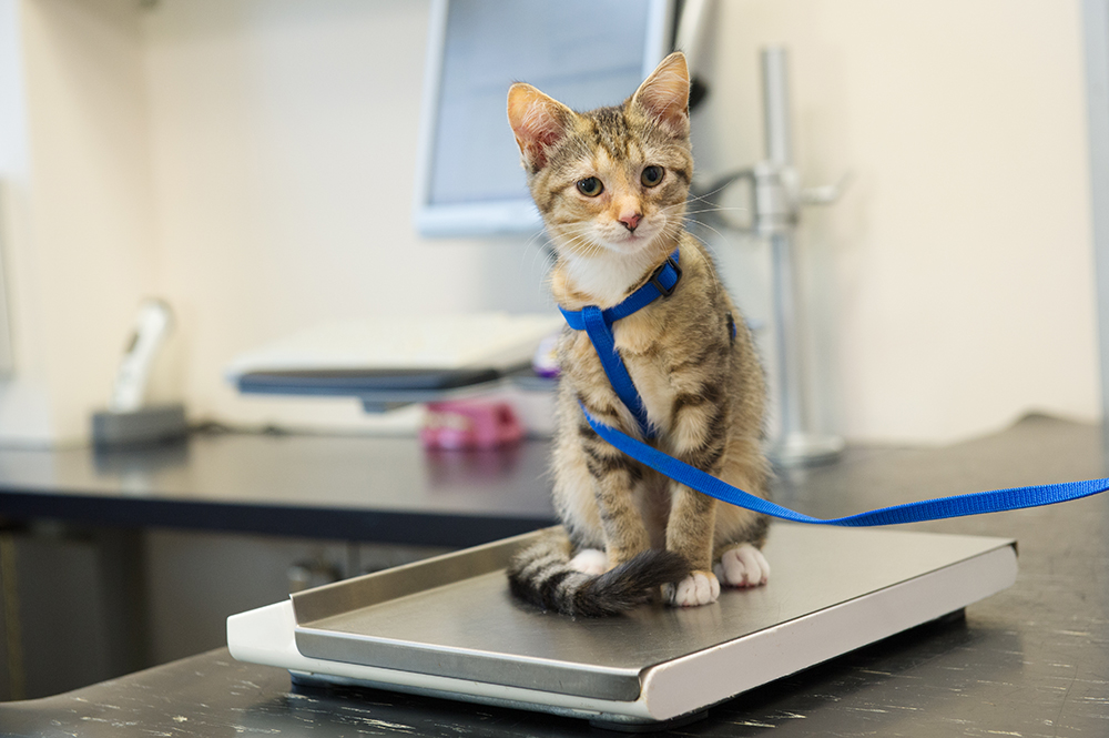 A small tabby kitten wearing a blue harness and leash sits patiently on a metal digital scale on a counter inside a veterinary clinic, looking off to the side during a health checkup.