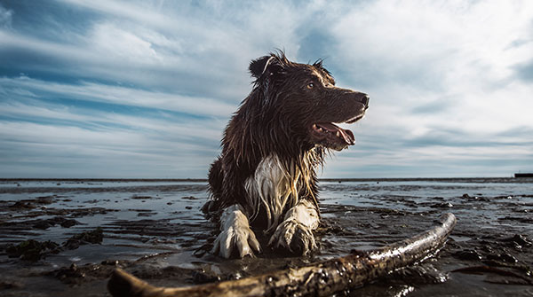 Happy dog puppy pet playing with a wooden stick on sandy beach - Image