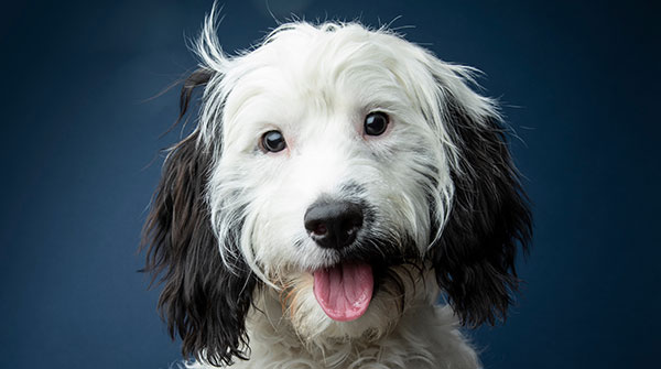 Cute black and white cockapoo on blue background - studio portrait - Image