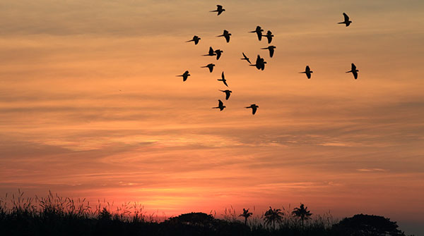 flying bird and sunset - Image