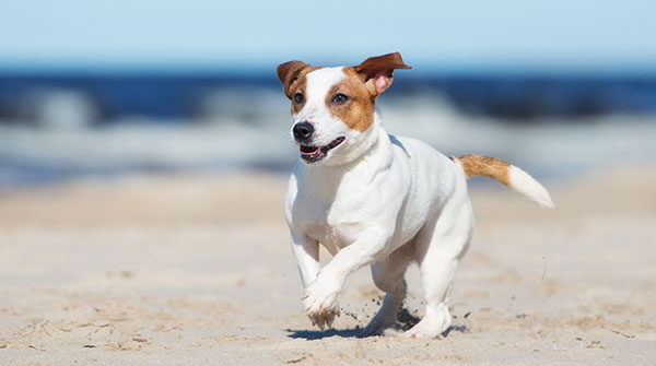 jack russell terrier dog running on a beach - Image