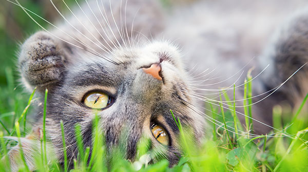 Close up photo from a cute domestic cat playing outdoor - Image