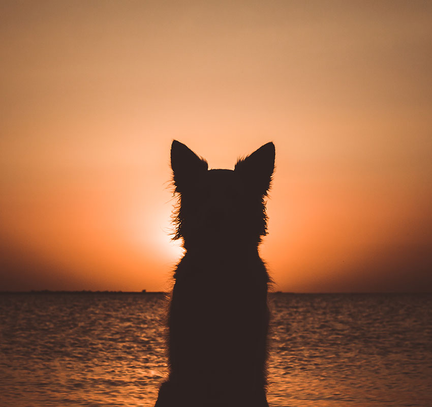 Silhouette of a white berger shepherd dog. Dog sits and looks at beautiful golden sunset (sunrise) near the ocean. Dog sits on the beach near the sea. Backlight. - Image